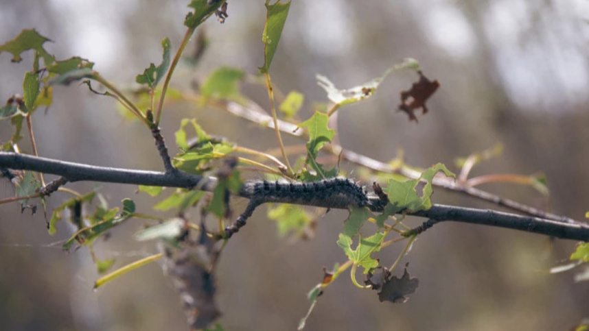 «Лес выживает как может сам»: почему гусеницы сжирают леса в Татарстане?