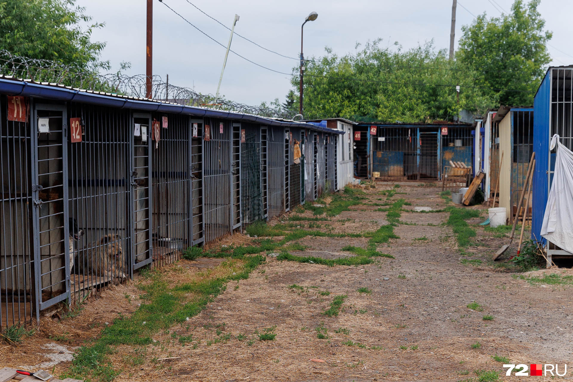 вольер для среднеазиатской овчарки. вальер для сибирской хаски. собачья конура для хаски. вольер для алабая 2*2. вальер для немецкой овчарки.