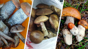 «Мы открыли сезон!»: в лесах Ярославской области пошли первые грибы