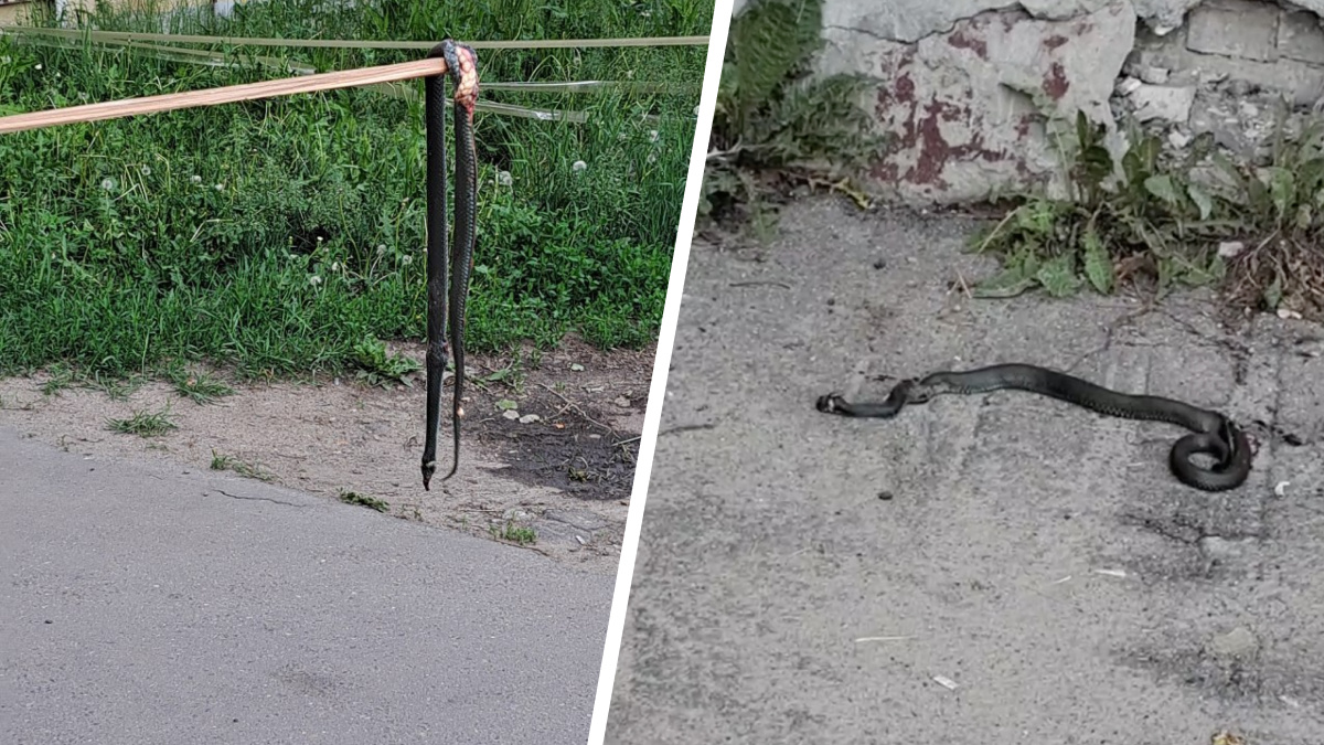 В Подмосковье змея залезла в подъезд дома. Местные жители жестоко с ней расправились: видео
