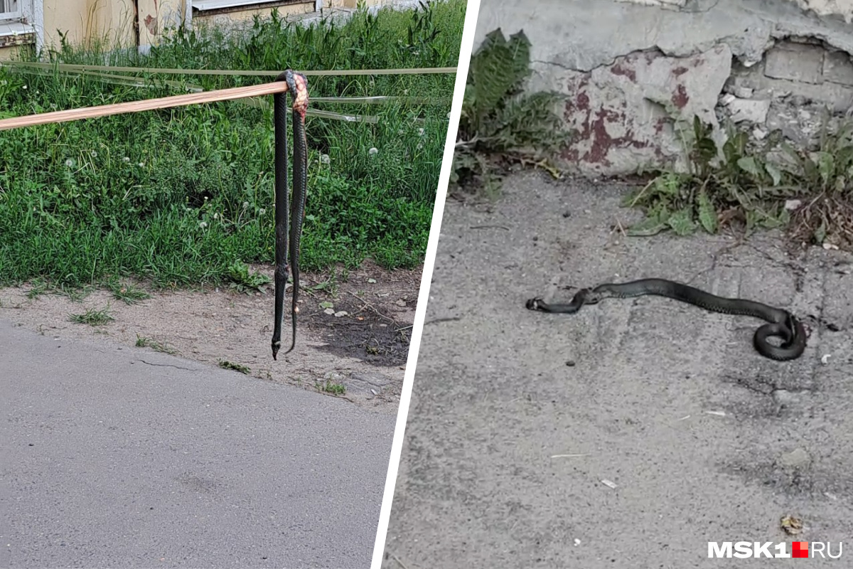 Местные жители жестоко расправились c найденной змеей Местные жители жестоко расправились c найденной змеей