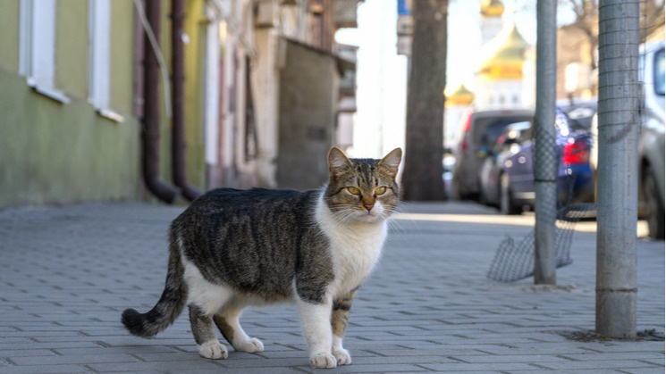 Черные, рыжие, серые и другие мартовские коты на улицах Ростова