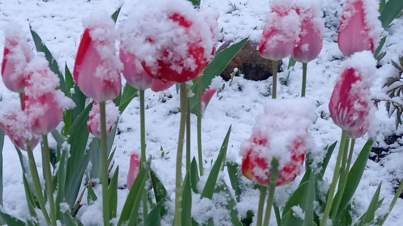 Всё в снегу: Оренбургская область не ожидала такого в мае