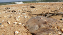 Ростовский ученый назвал засилье медуз катастрофой для Азовского моря