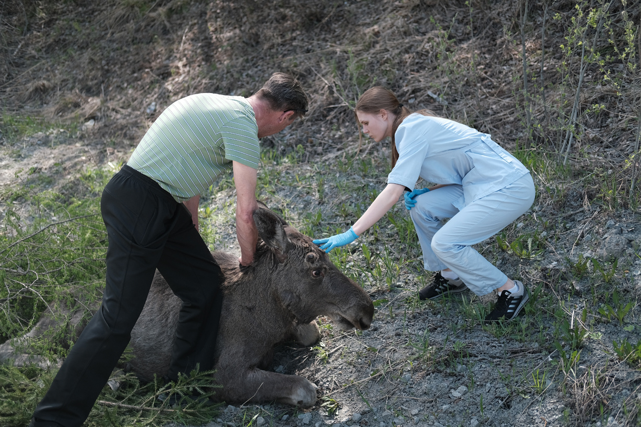 На Урале на трассе сбили лосенка. Его пытались спасти почти сутки, но животное погибло