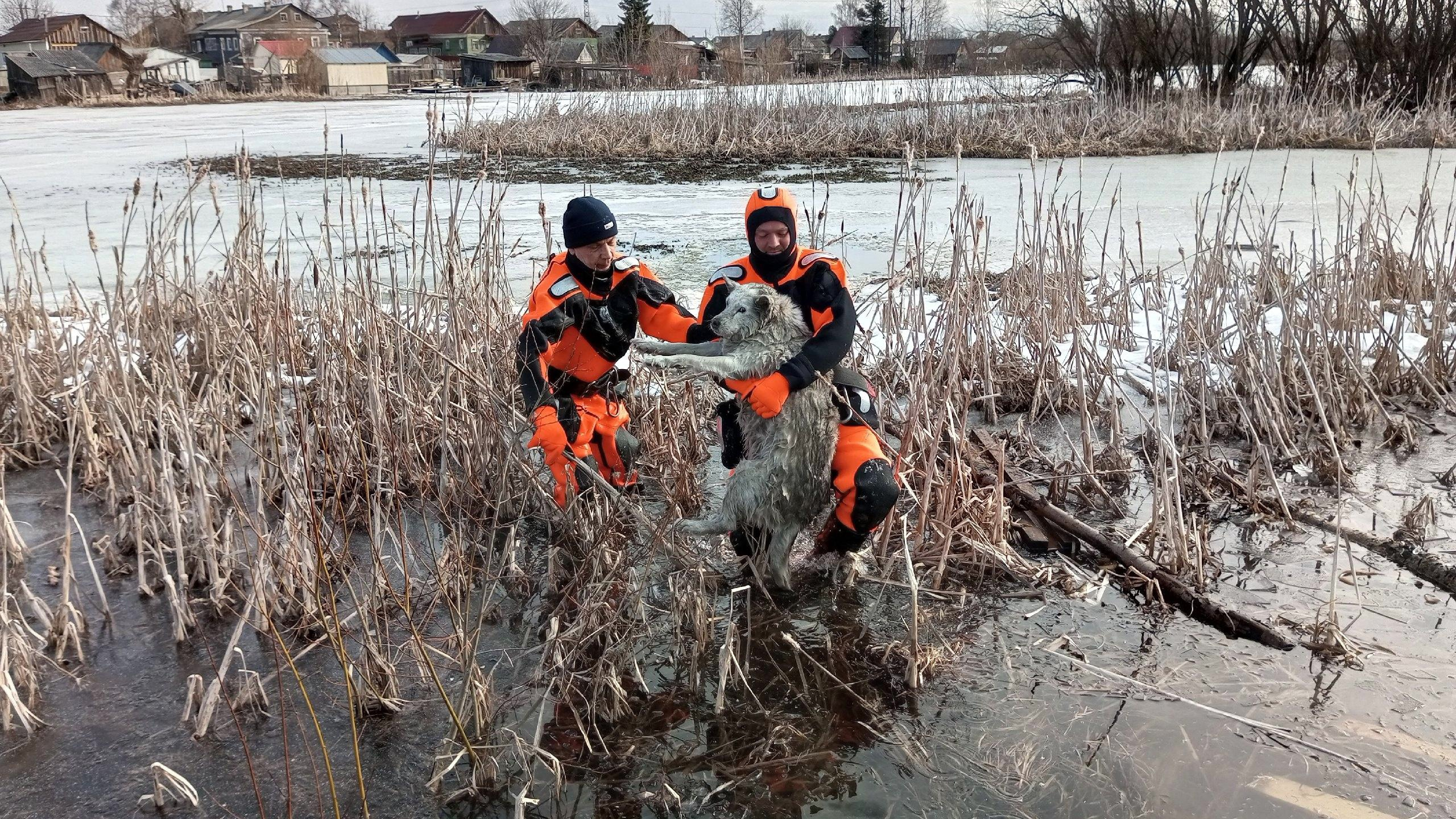 Собака провалилась под лед озера возле Архангельска: как спасли животное