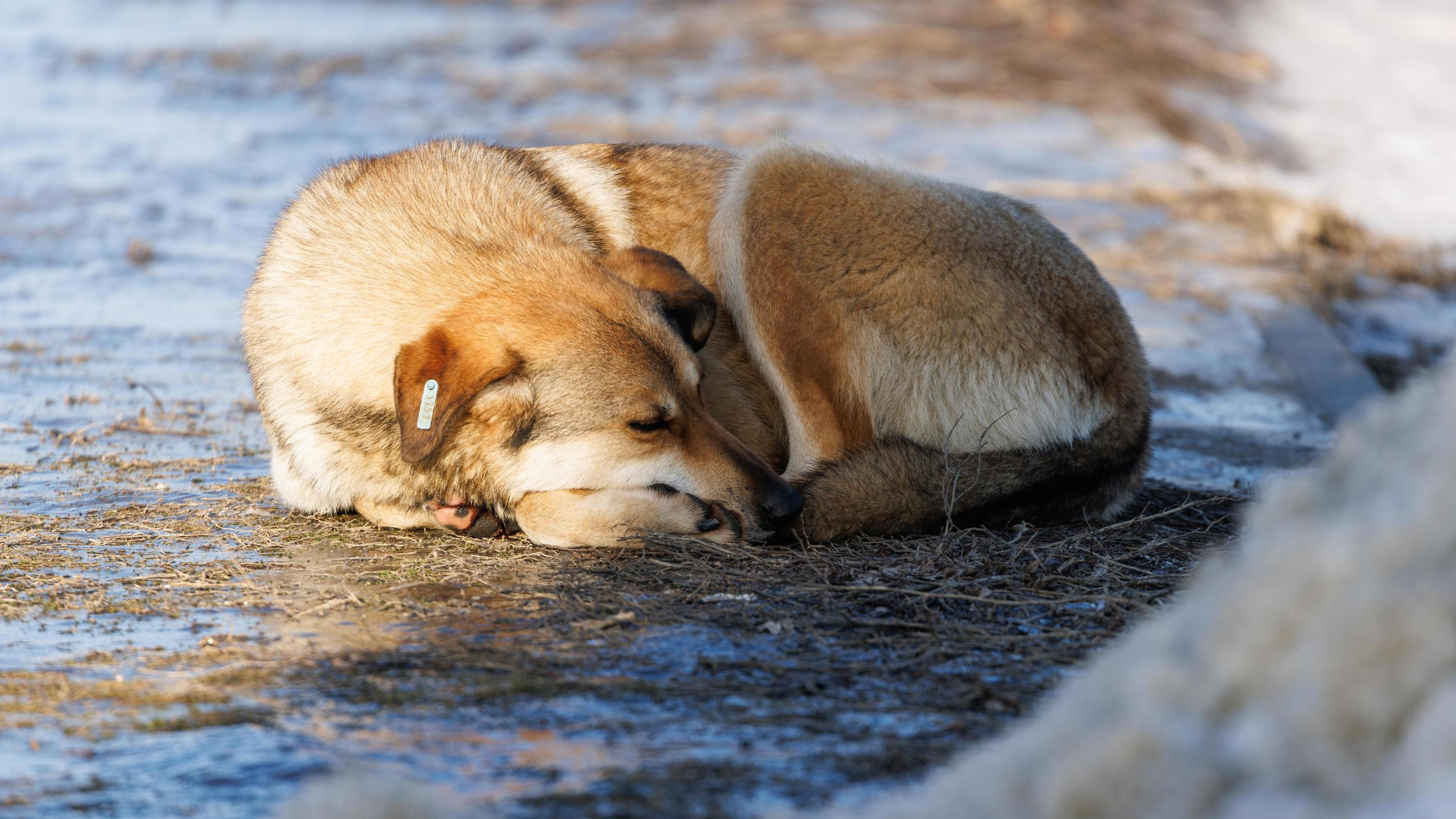 Чаще всех жаловались жители трех районов: в мэрии рассказали, сколько бродячих собак в Воронеже отловили за февраль