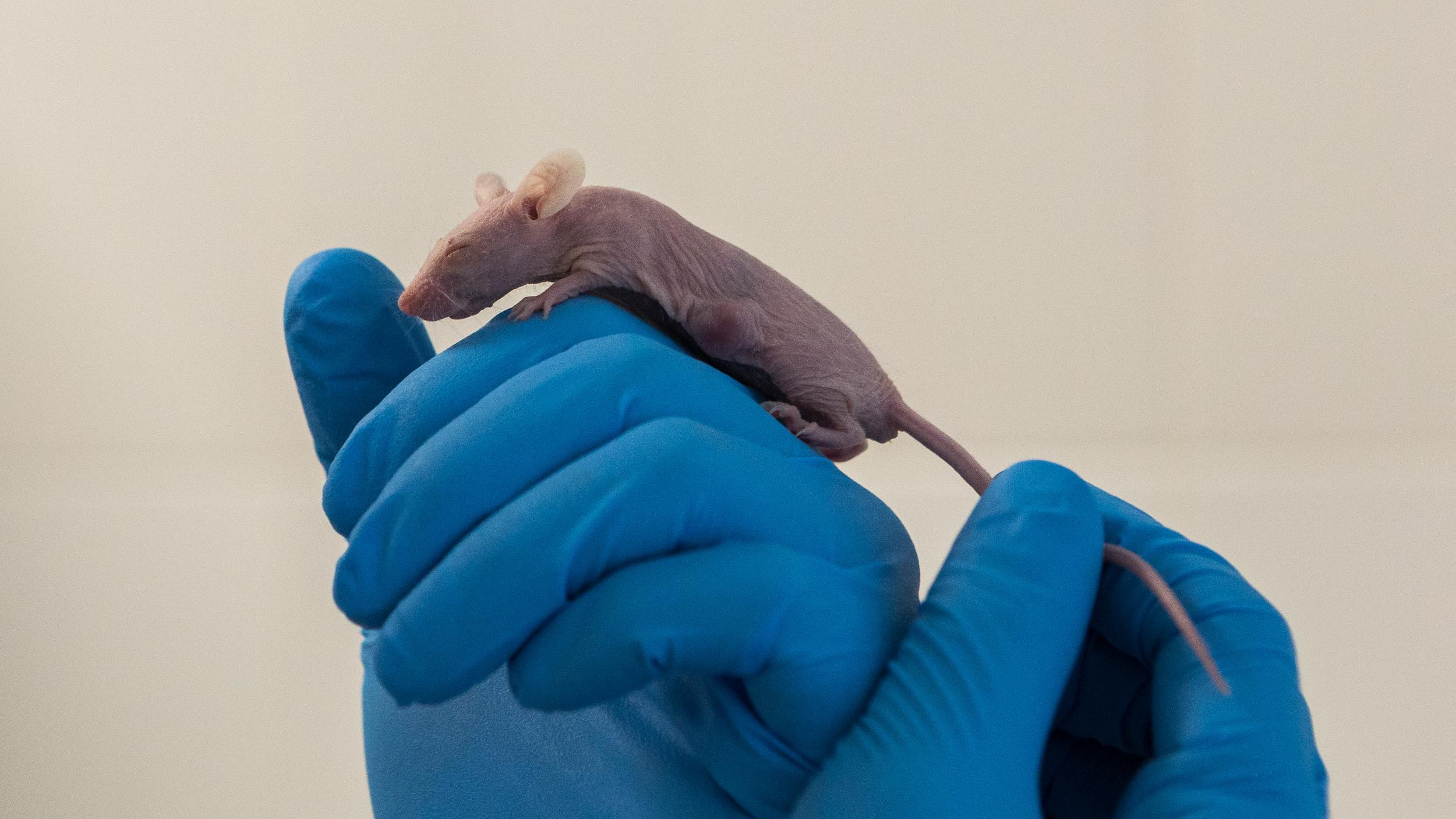 Будет ли Саратов «лихорадить» от мышей: отвечает врач-инфекционист