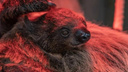 Пятимесячного детеныша ленивца показали в Новосибирском зоопарке — очень милые фото