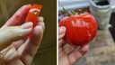 «На нем краска или что?»: сибирячке продали томаты с ярким налетом — опасно ли их есть