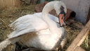 «Баху стало плохо»: в Волгограде пытаются спасти слепого лебедя. У него случился инсульт