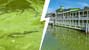 В Ярославле вода в Волге окрасилась в химозно-зеленый цвет. Ученый объяснил, опасно ли это