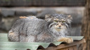 В Новосибирском зоопарке изменили режим работы из-за наступления осени