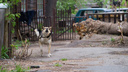 «Лежал на земле, окруженный стаей»: бойцы ГБР отбили новосибирца у семи агрессивных собак на Петухова