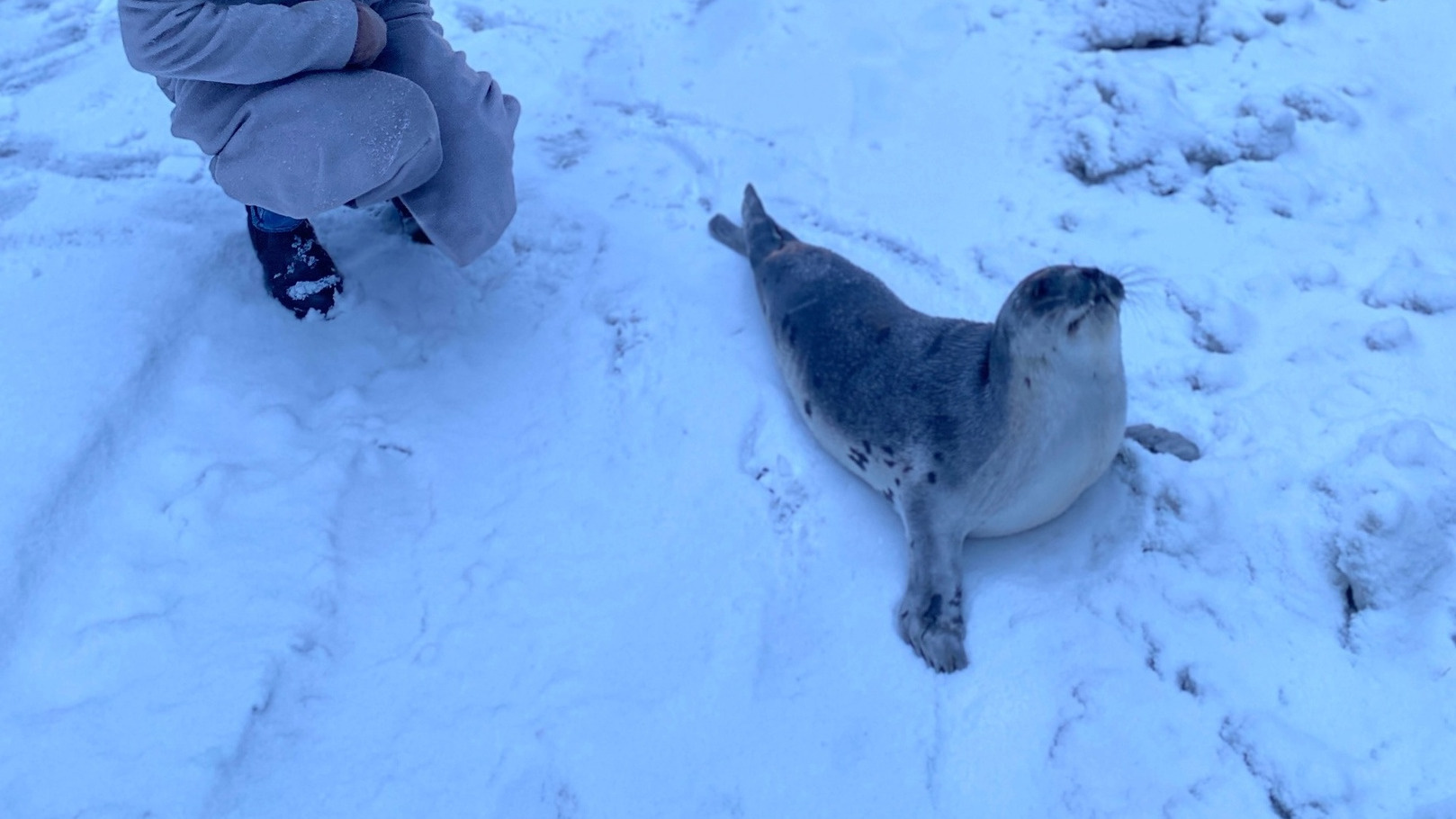 Жители Архангельской области нашли тюленя прямо на дороге