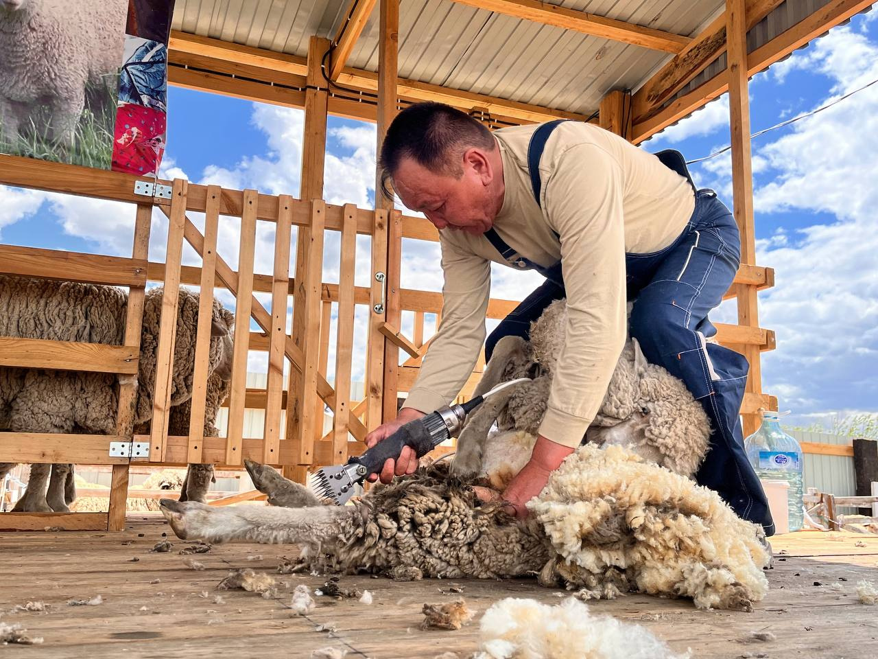 Бизнесмен из Читы решил поучаствовать в конкурсе по стрижке овец