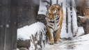 Специалисты отправились на поиски тигра, который позавтракал собакой в Приморье