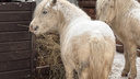 Россельхознадзор ответил, в каких условиях живут звери на пони-ферме — читатели переживали за них в морозы