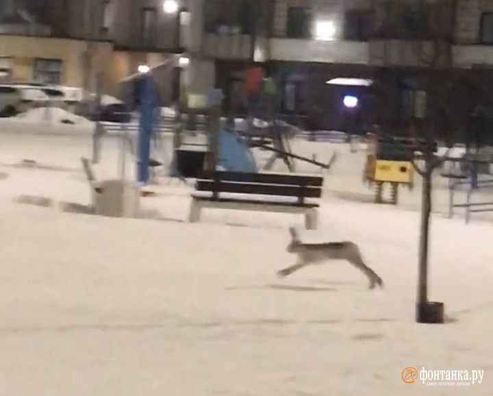 Огромный заяц бегал по детской площадке на Дыбенко