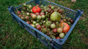 Спасаем урожай: что делать при заморозках и почему огурцы с помидорами нужно обязательно подкормить в августе