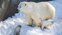 Кусаются и нападают: как белые медвежата играют с мамой-медведицей — забавное видео из Новосибирского зоопарка