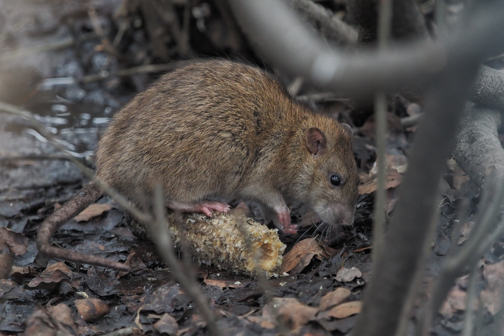 В скверах и парках крыс не убивают. Петербургские чиновники — о борьбе с грызунами