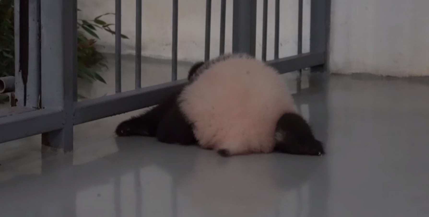 Важный этап. Малышка-панда в Московском зоопарке начала ползать