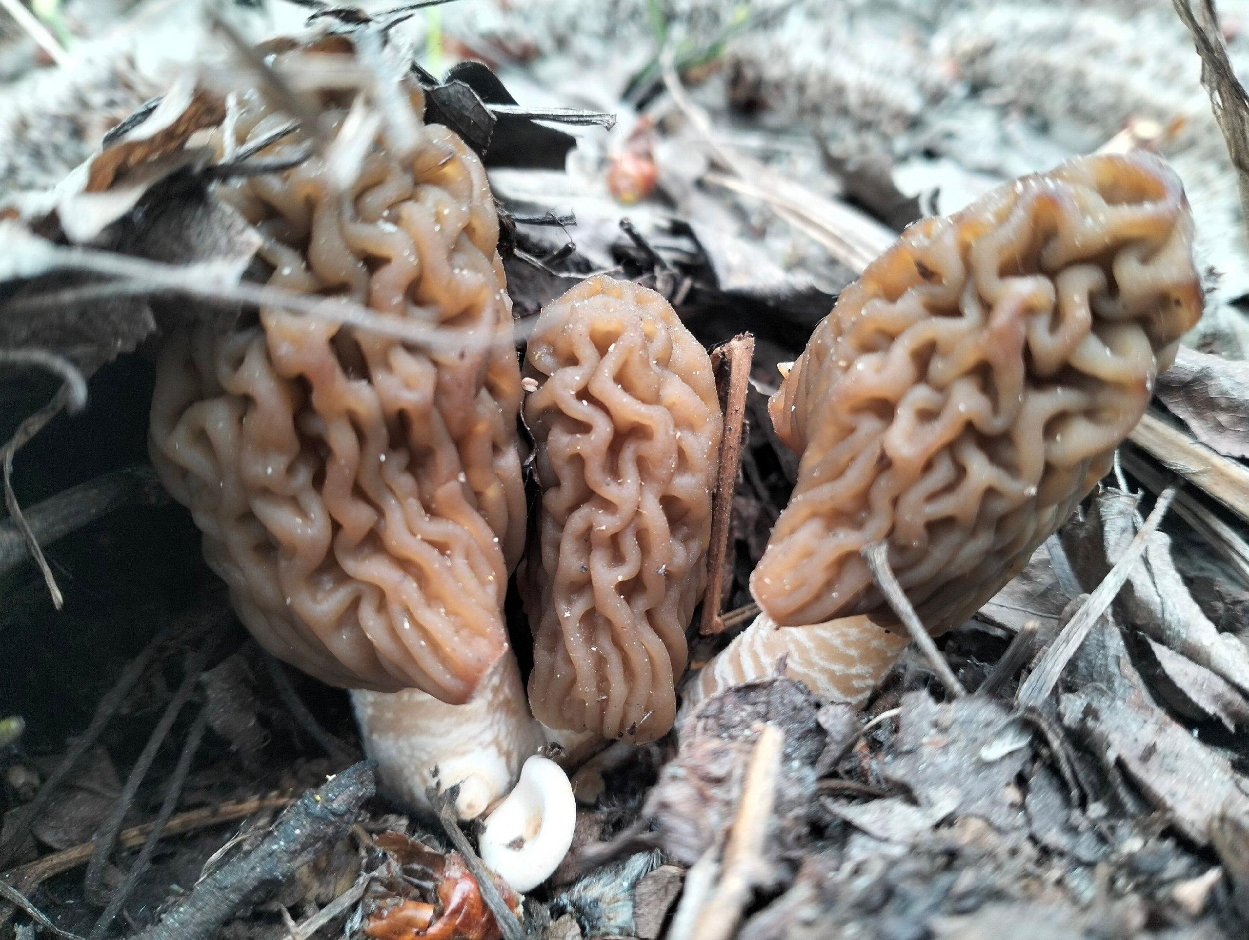 Сезон открыт! В Свердловской области пошли уродливые, но очень вкусные грибы