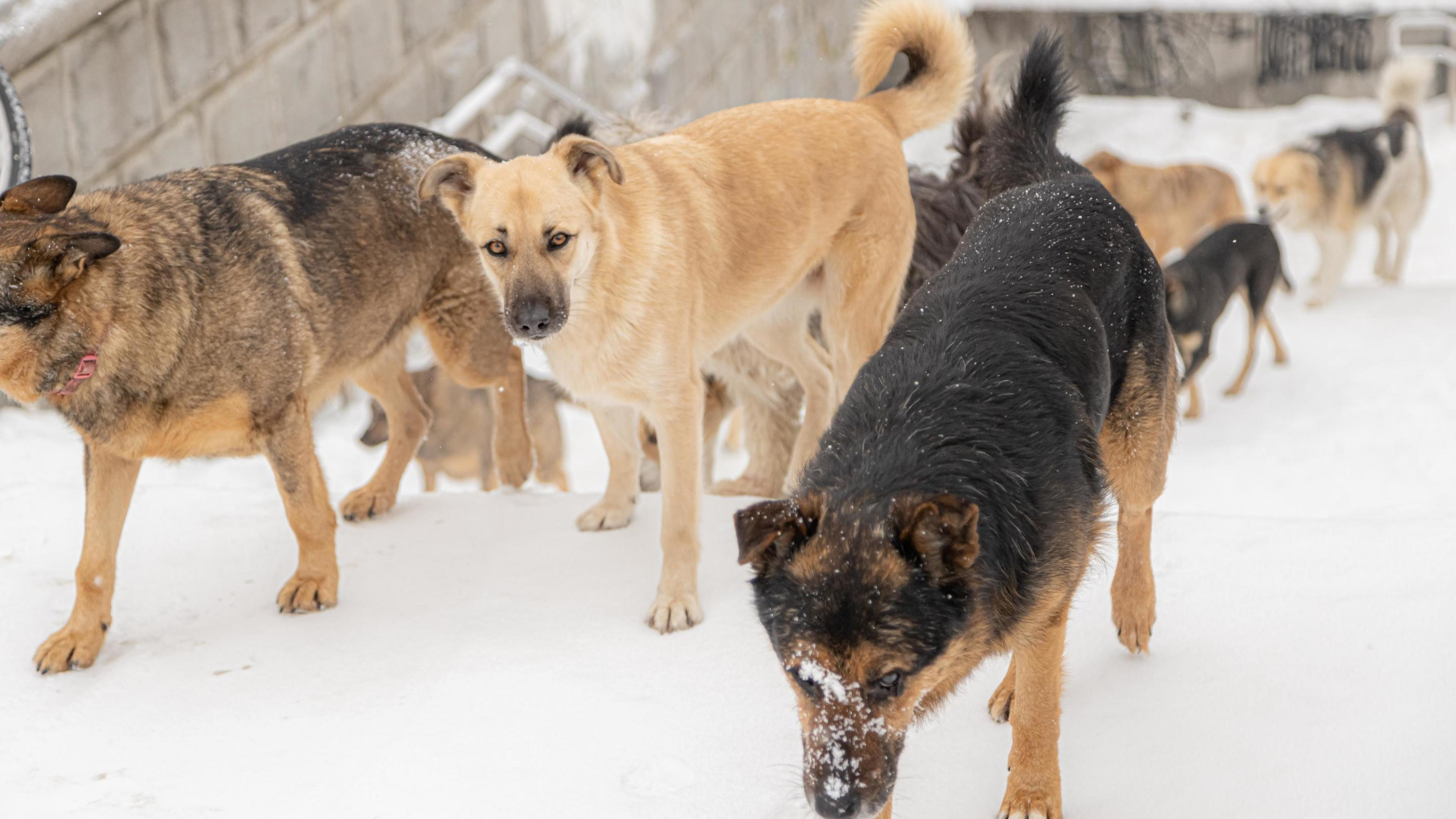 Зоозащитники будут судиться. Скандальный законопроект об эвтаназии бездомных собак раскалывает Самарскую область