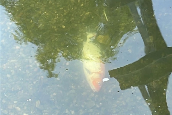 Они гибли на глазах у детей: в центре Волгограда внезапно умерли все карпы