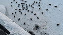 «Без еды они погибнут»: челябинцев обеспокоила судьба уток, оказавшихся на замерзшей реке в центре города