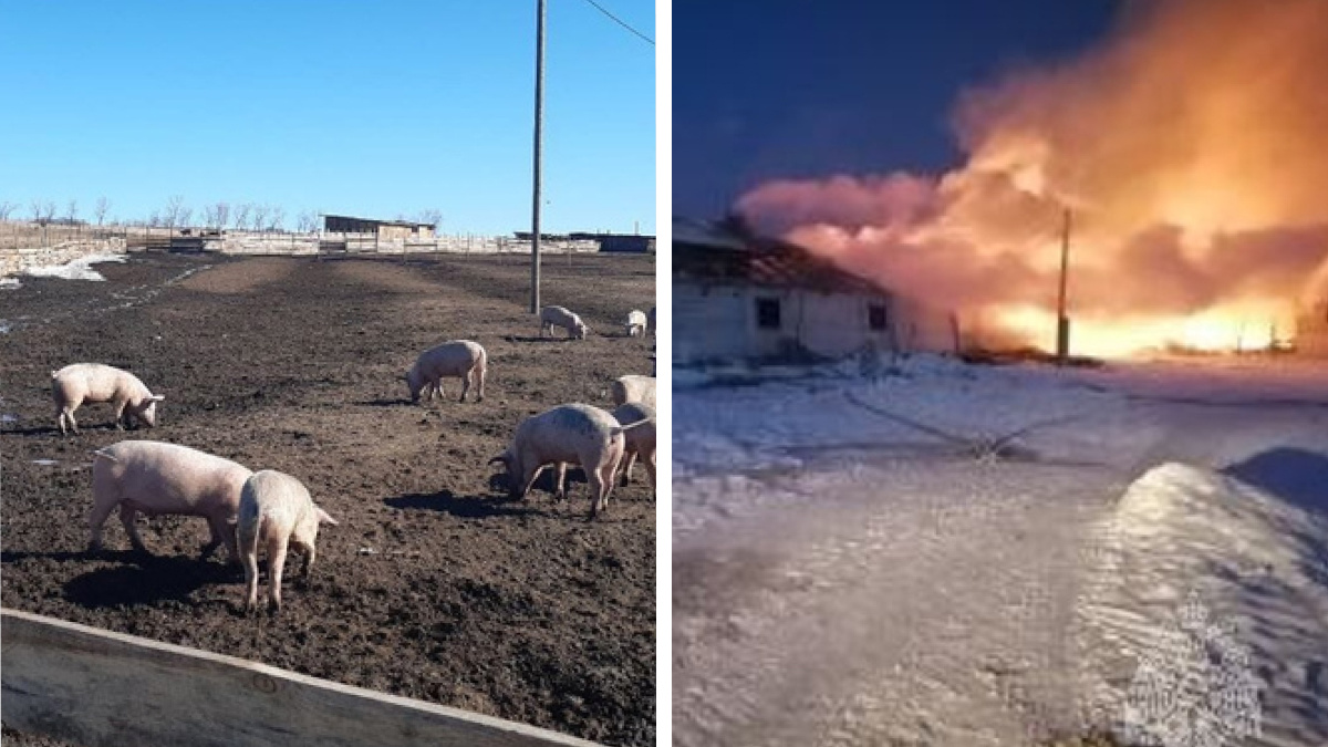 На окраине Минусинска устроили пепелище, сжигая туши зараженных свиней