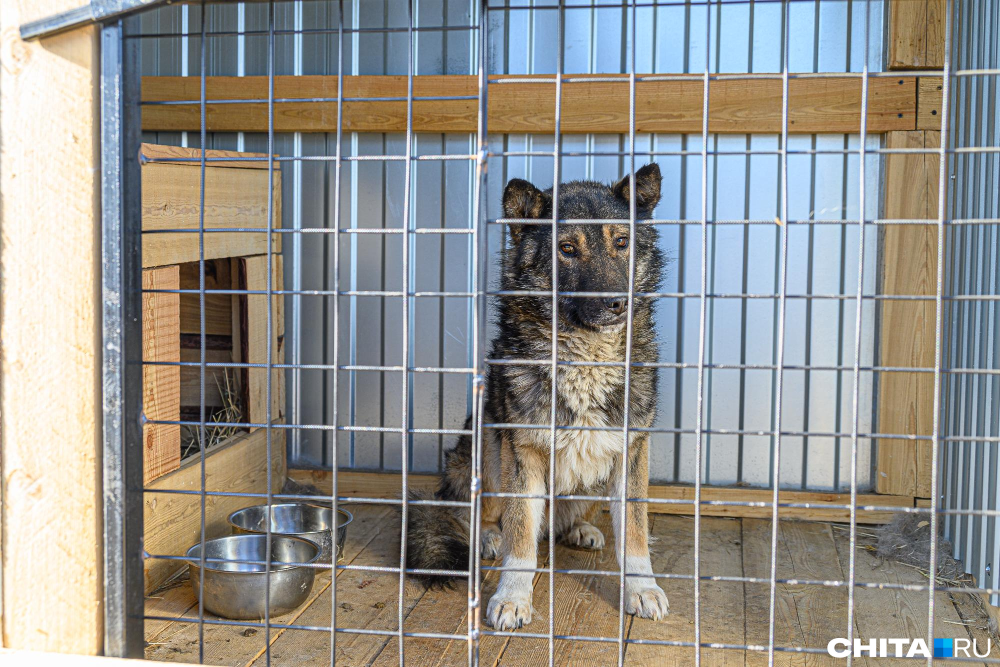 Четвертый регион в России принял закон об эвтаназии бездомных собак