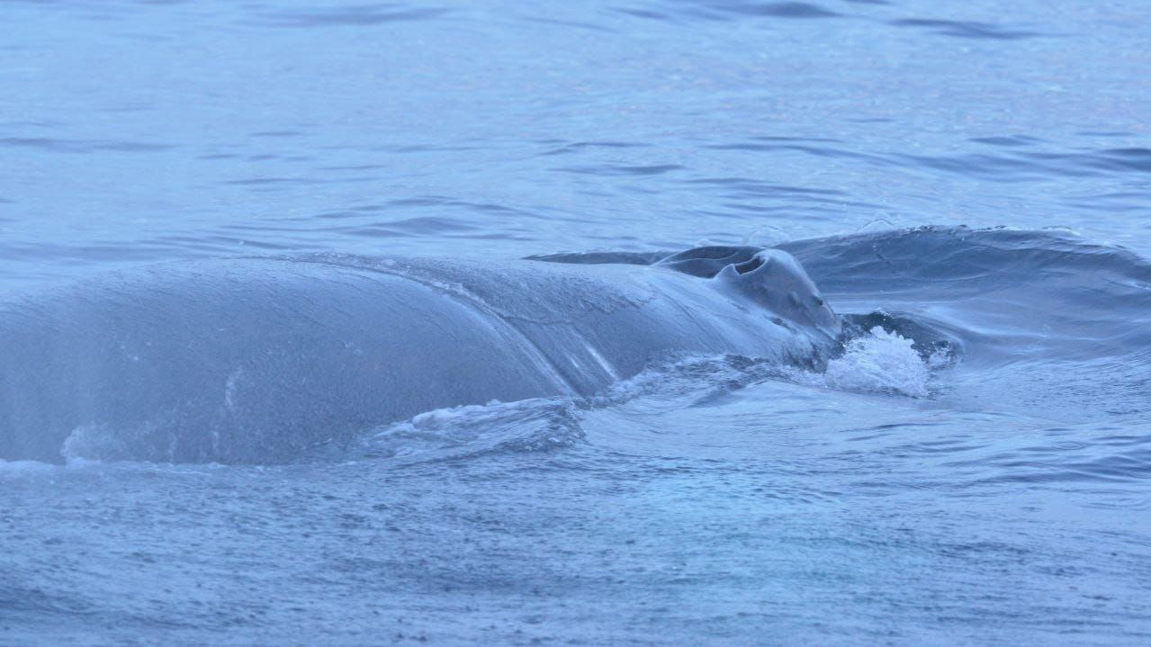 В Териберке спасли кита Станислава — он не мог выпутаться из рыболовных сетей