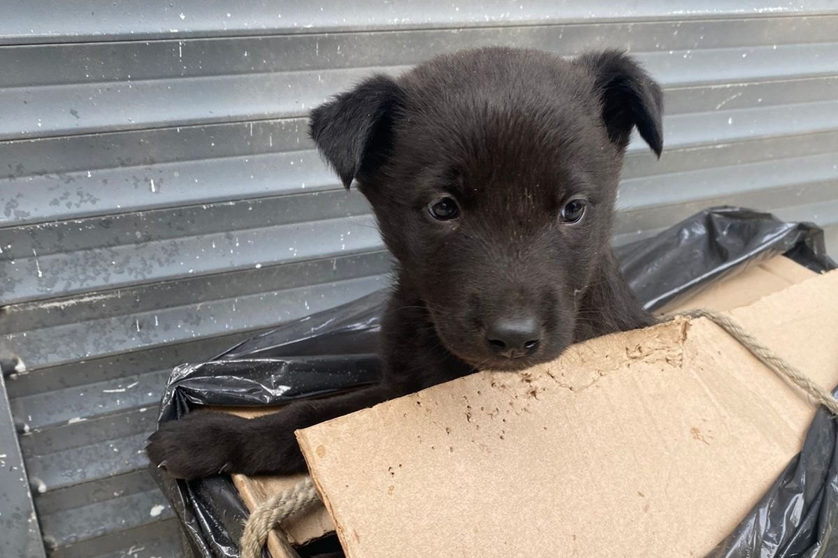 В Екатеринбурге зоозащитники спасли щенка — и получили проблему. Это первый такой случай в их истории