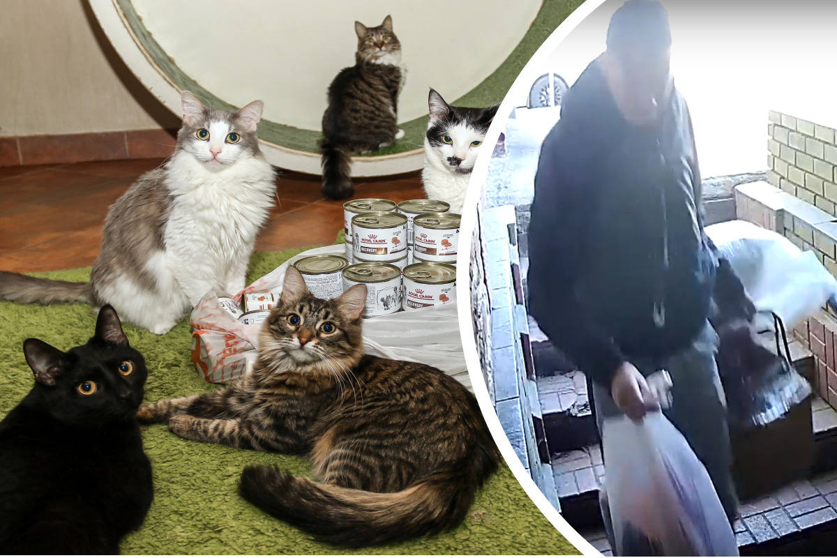 К нижегородскому котокафе подбросили переноску с мертвой кошечкой. Рядом с ней был едва живой кот