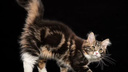 Сибирячка продает черного «мраморного» котенка с сердечком на боку за 90 тысяч рублей — почему такая цена
