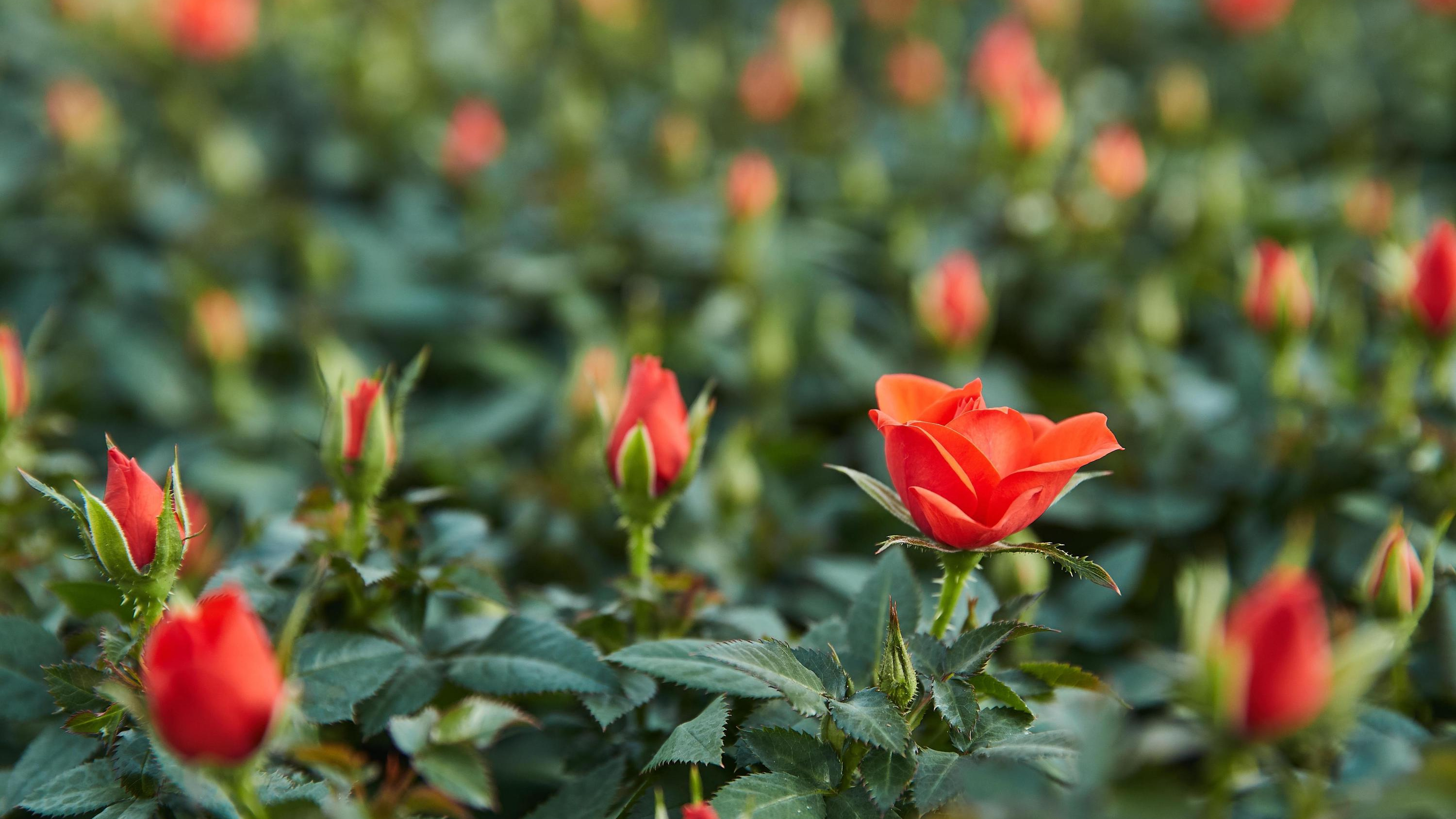 Сажаем пионы, гладиолусы и розы: самые важные работы в цветнике в мае — список дел и лучших сортов
