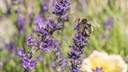 Еды не будет? Пчёлы в Самарской области оказались под угрозой уничтожения