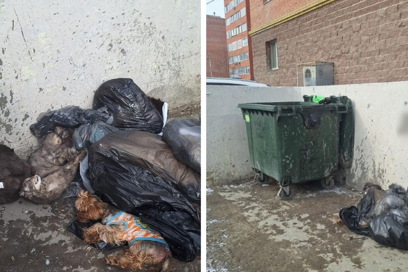 В Омске уволили работника, который выбросил трупы животных на мусорку