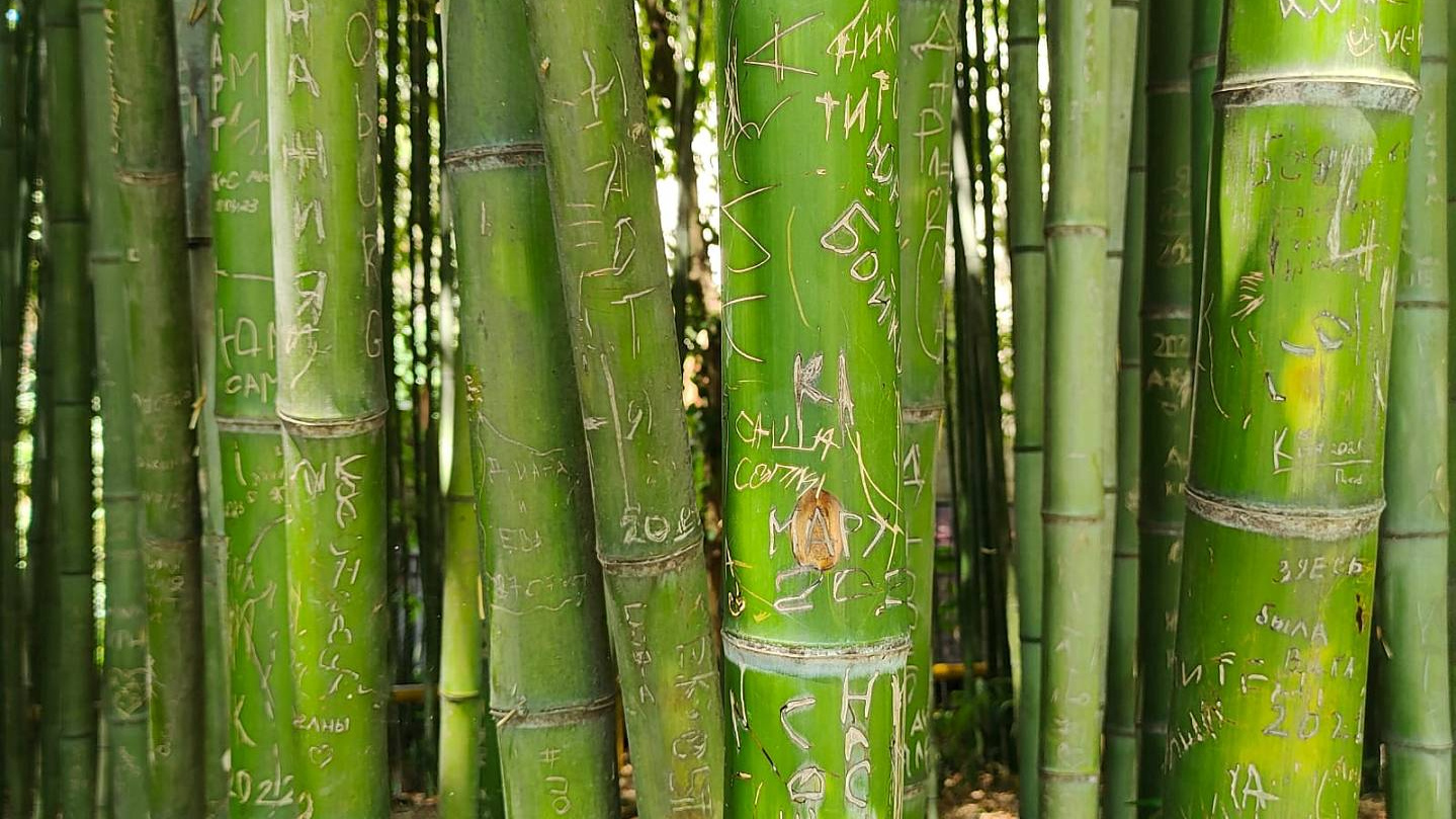 «Здесь был Вася — Сочи 2022». Туристы уничтожают уникальный бамбук в самом крупном субтропическом парке России