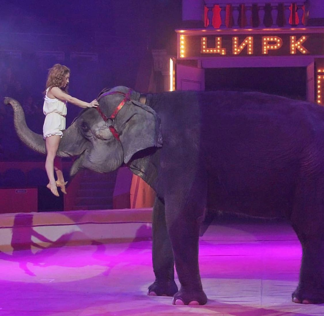 Театрально-цирковой спектакль «Девочка и слон» поставили по мотивам А. Куприна «Слон»