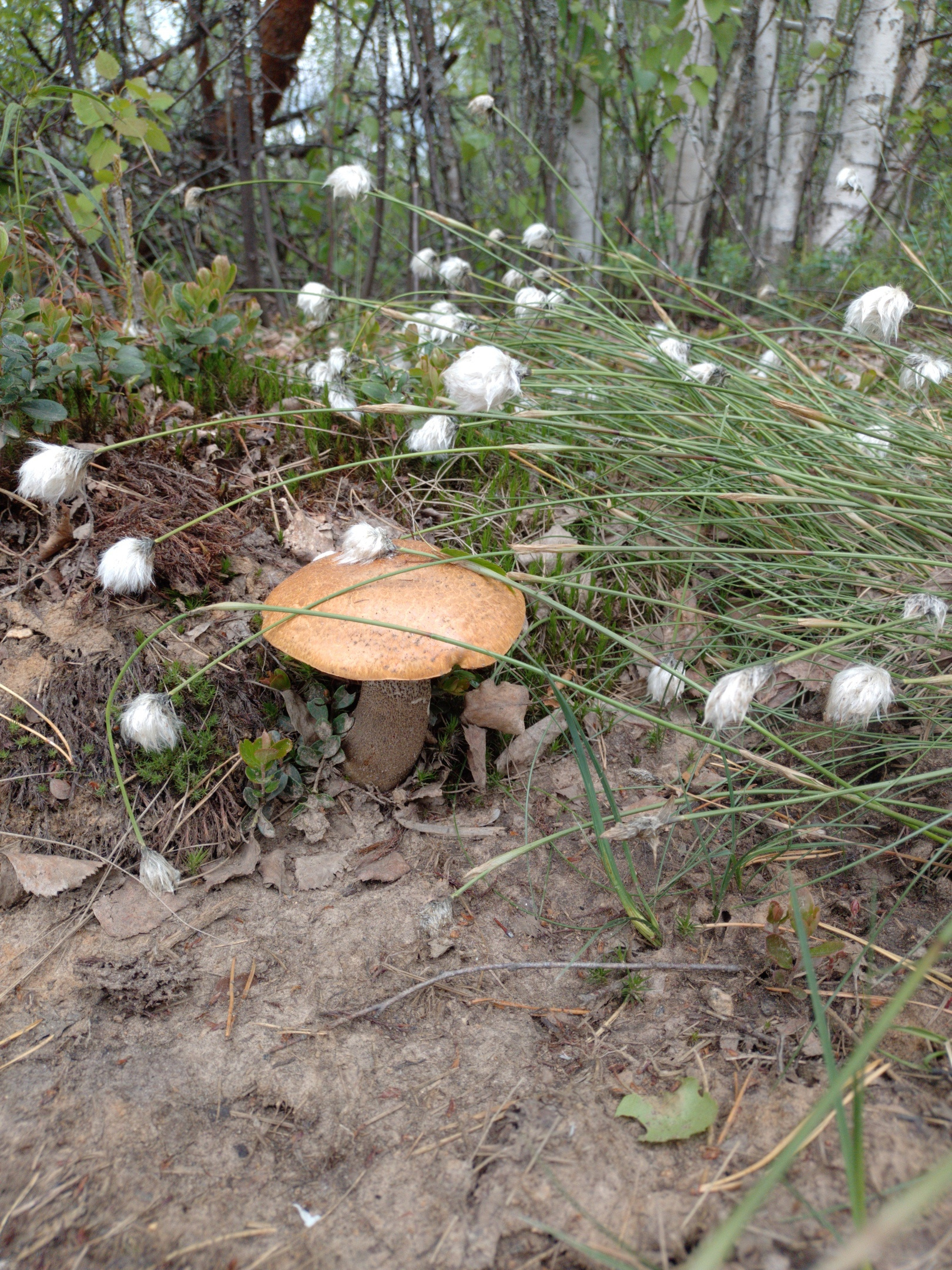 Грибок на коренастой ножке нашли в лесу Рыбинского района