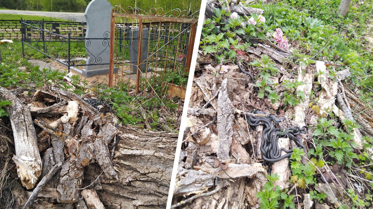 «Ползают по территории»: житель Ярославской области предупредил о полчищах змей на кладбище