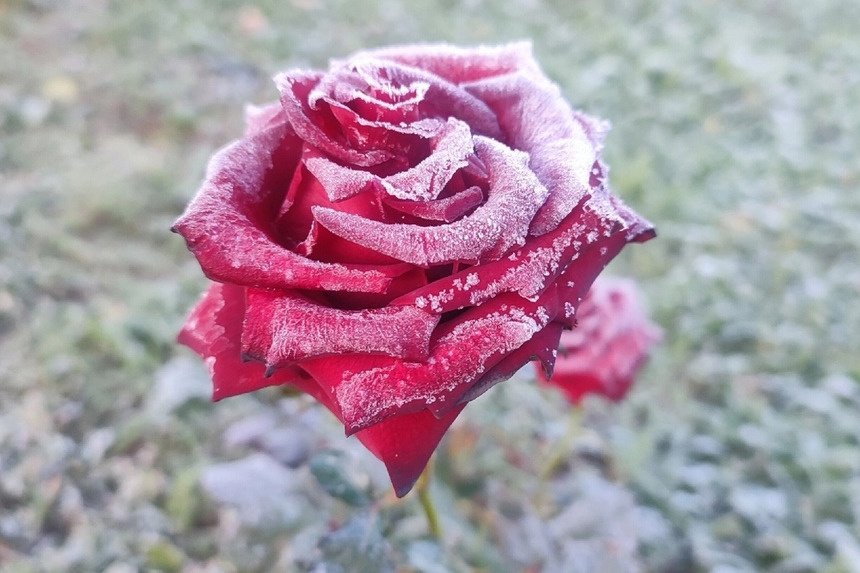 У некоторых югорских дачников еще цветут розы. Такой кадр можно сделать рано утром, после ночных заморозков