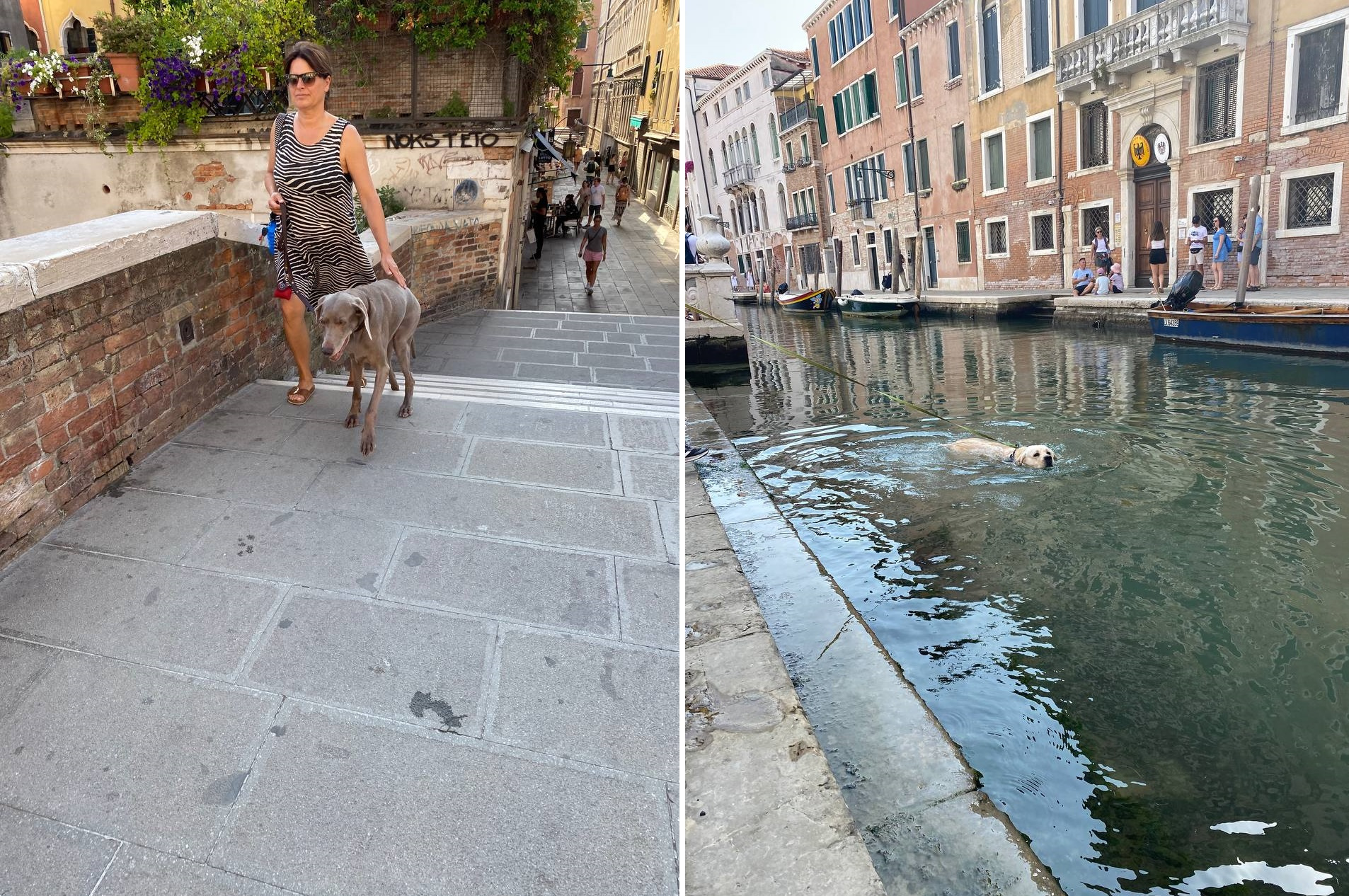 Венецианцы на мягких лапах встречались очень часто, один даже показал, как умеет плавать (никто не был оштрафован)