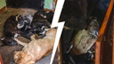 «Кормила собак останками»: репортаж из дома в Ярославле, где пенсионерка замуровала псов в квартире