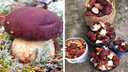 Лисички, подберезовики, грузди: где омичи собирают полные корзины грибов