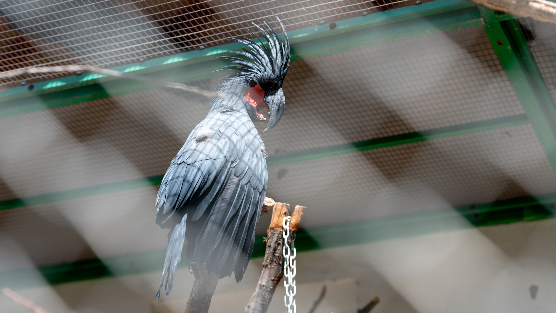 «Никто не считается с нами». Парк птиц «Малинки» выступил против мусороперерабатывающего завода по соседству