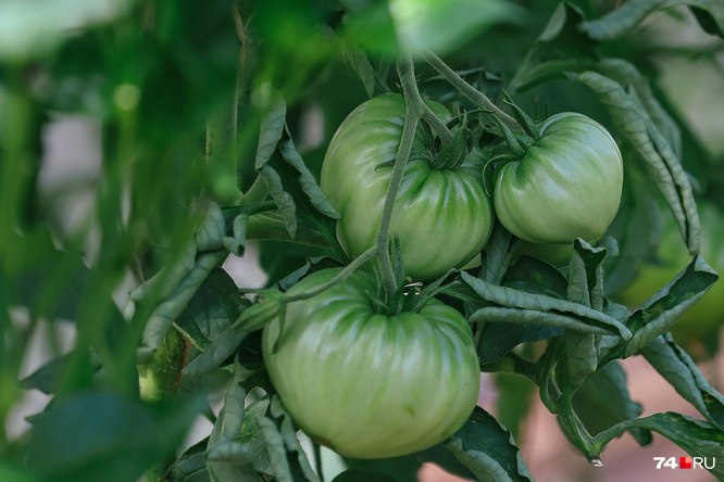Эксперты советуют экспериментировать и высаживать разные сорта помидоров